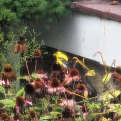 The Inn at Ormsby Hill - Goldfinch on cornflowers off the breakfast room at The Inn at Ormsby Hill.