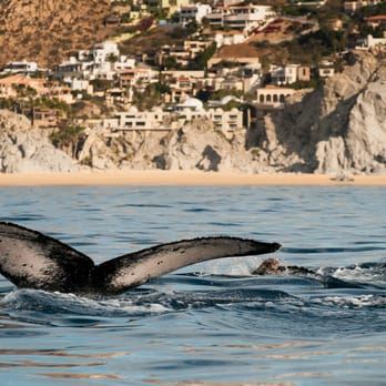 Cabo San Lucas Tours - Travel Services Near Me