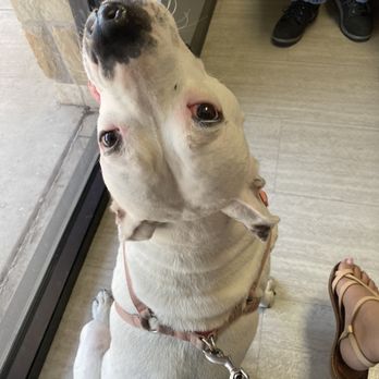 2222 Veterinary Clinic - Waiting for Dr. Mindi! - Veterinarians Near Me - Austin, Texas