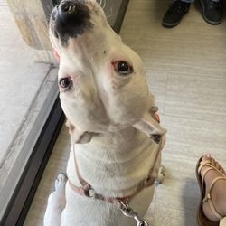 2222 Veterinary Clinic - Waiting for Dr. Mindi!