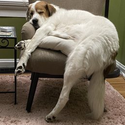 My big pup My big pup