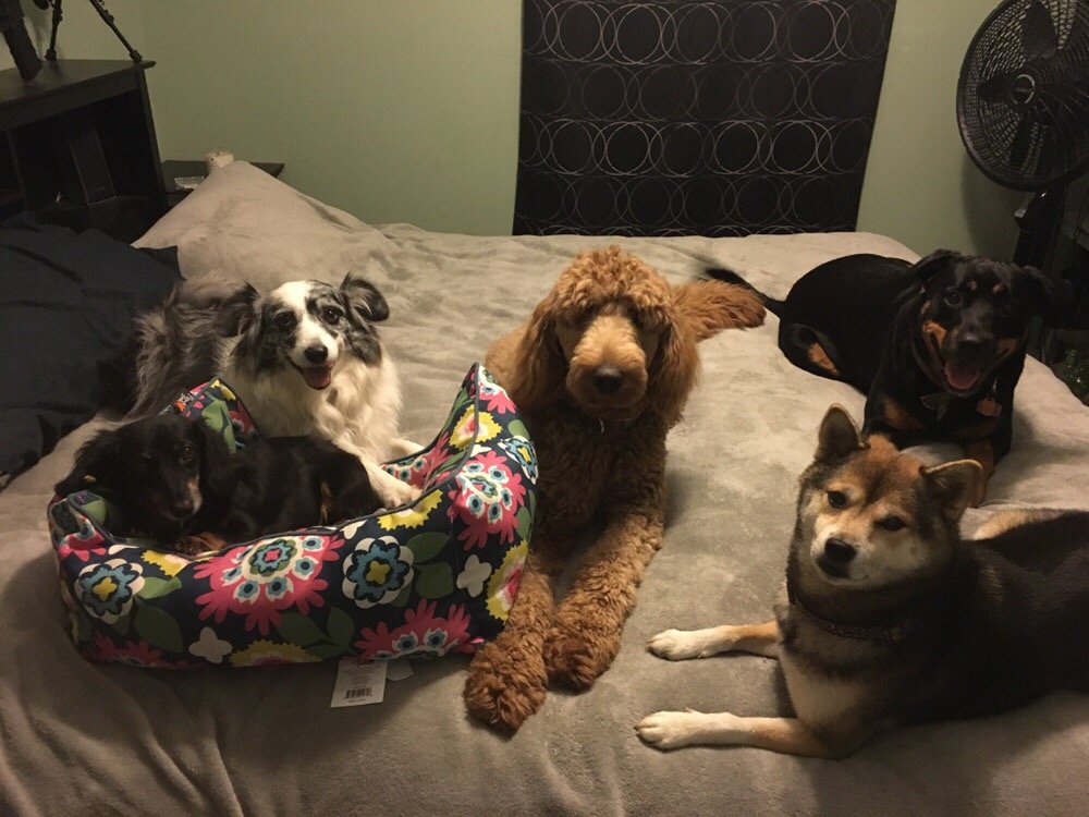 CRITTER COMFORT PET SITTING Biloxi, Mississippi Pet Sitting Phone