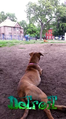 Detroit Dog Park by null