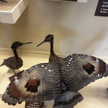 Naturhistorisches Museum - Birds - Museums Near Me - Vienna, 9 Naturhistorisches Museum - Birds - Museums Near Me - Vienna, 9