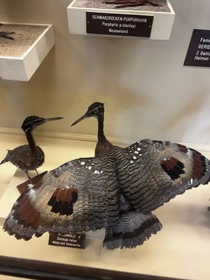 Museum of Natural History Vienna by null