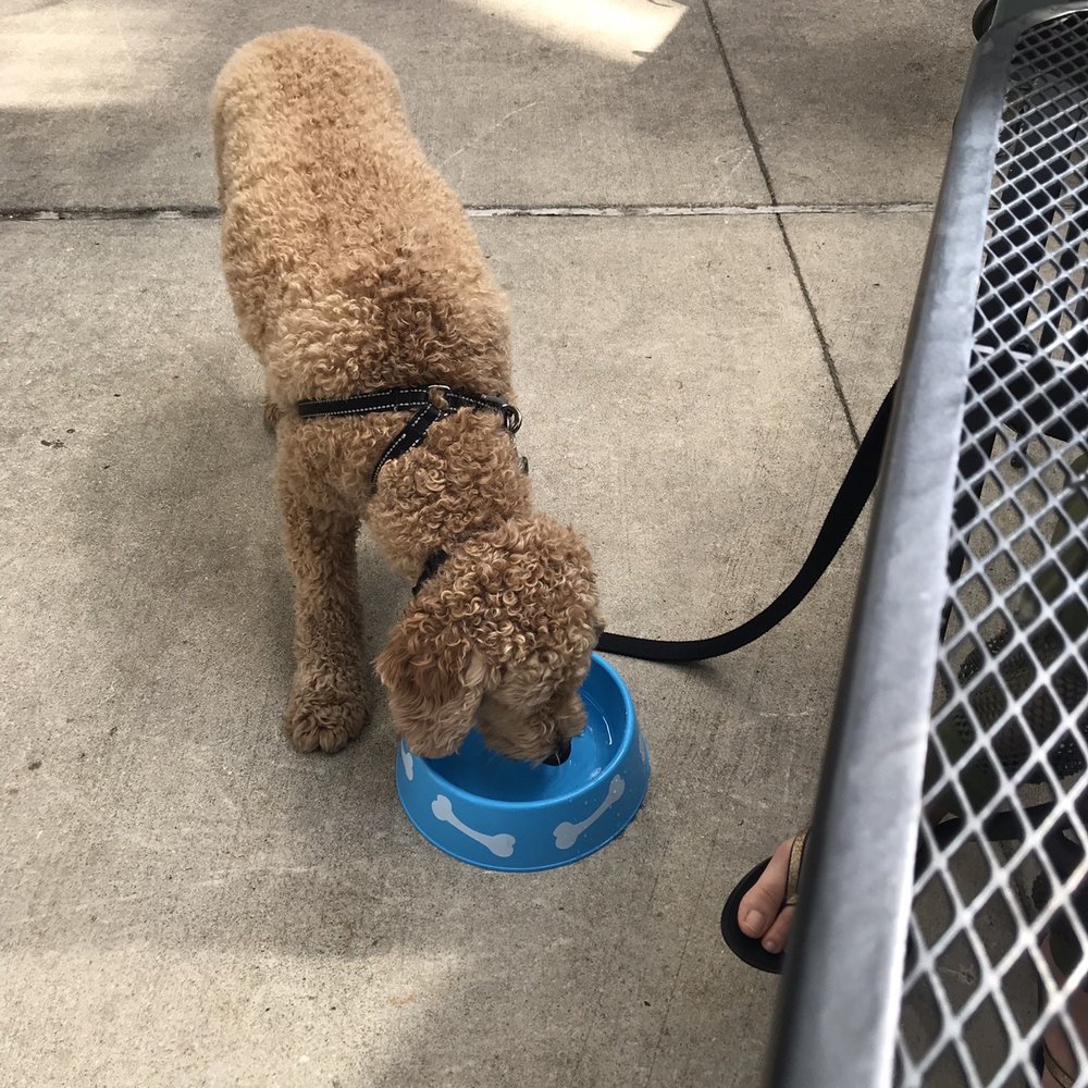 Wishbone - Water bowl for dogs - Breakfast & Brunch Near Me - Chicago, Illinois Wishbone - Water bowl for dogs - Breakfast & Brunch Near Me - Chicago, Illinois