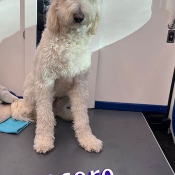 Pooch Parlor - Pet Groomers Near Me - Briarcliff Manor, New York