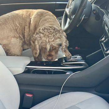 Advantage mobile auto spa - My dog enjoying mommy's clean car - Auto Detailing Near Me - Santa Clarita, California