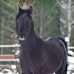 Denali Natural Horsemanship