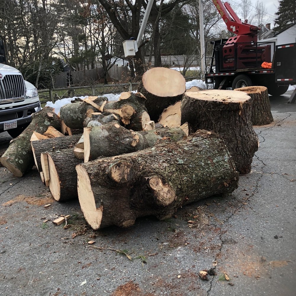 Lopez Landscaping & Tree Service - Very large trees - Tree Services Near Me - Lynn, Massachusetts Lopez Landscaping & Tree Service - Very large trees - Tree Services Near Me - Lynn, Massachusetts
