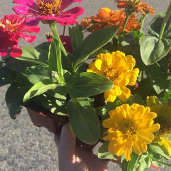 Bryant's Ace Hardware - Only $2.99 for these zinnias. Gorgeous. - Hardware Stores Near Me - Oakhurst, California Bryant's Ace Hardware - Only $2.99 for these zinnias. Gorgeous. - Hardware Stores Near Me - Oakhurst, California