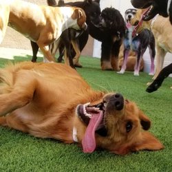 Wag Hotels - Carson - Ready to try doggie daycare? First time guests can try us FREE with 2 complimentary days of daycare.