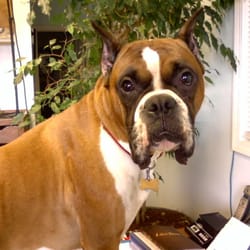 Griffin Jewelers Inc - Nitro the wonder dog!!  Our mascott