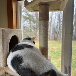 Halfway Home Rescue - Buddy