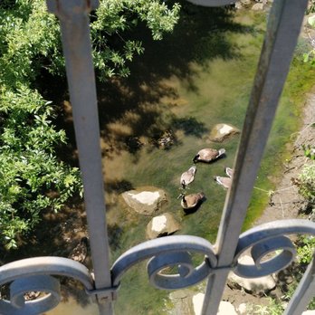 Napa 9/11 Memorial Garden - Ducks in the nearby pond - Landmarks & Historical Buildings Near Me - Napa, California