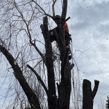 Boreal Tree Service - Tree Services Near Me