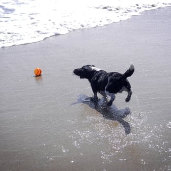 Coronado Dog Beach - Wonderful place to get a wet dog - Beaches Near Me - Coronado, California