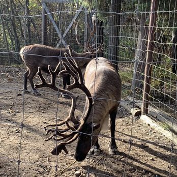 Riverboat Discovery - Reindeer (caribou) at the Chena Indian Village - Boat Tours Near Me - Fairbanks, Alaska