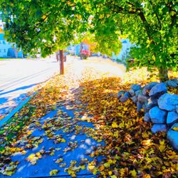 Norwood Town Common - Fall foliage