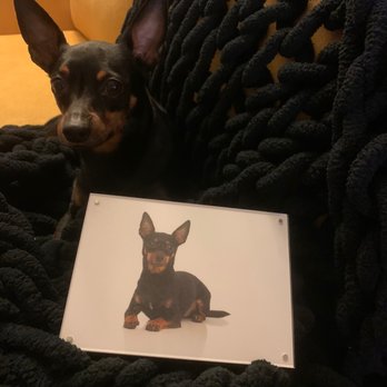 Ph2grphy - Pet Photography Near Me - Agoura Hills, California Ph2grphy - Pet Photography Near Me - Agoura Hills, California