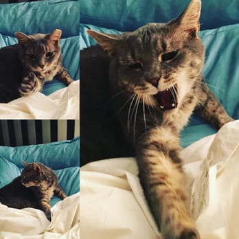 Furkids - Our babycat, once she got comfortable at home (on my pillow). - Animal Shelters Near Me - Cumming, Georgia Furkids - Our babycat, once she got comfortable at home (on my pillow). - Animal Shelters Near Me - Cumming, Georgia