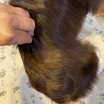 Dogterra Grooming - No undercoat remaining. They likely brushed him too harshly - Pet Groomers Near Me - Greensboro, North Carolina Dogterra Grooming - No undercoat remaining. They likely brushed him too harshly - Pet Groomers Near Me - Greensboro, North Carolina