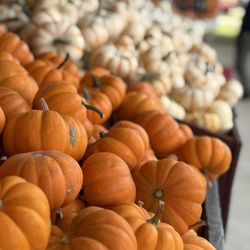 Lohstroh Family Farms - Mini pumpkin varieties by the shop