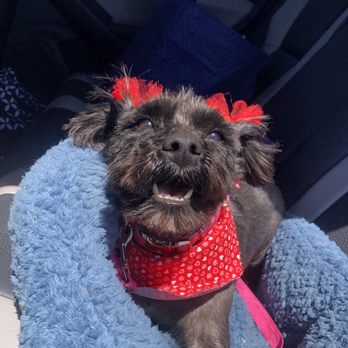 Ooh Puppy - Pet Groomers Near Me - La Mirada, California Ooh Puppy - Pet Groomers Near Me - La Mirada, California