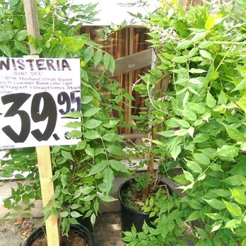 Carpinito Brothers - Picked one up to plant near the railing so we can drape it around as it grows. This blooms pretty purple flowers. - Nurseries & Gardening Near Me - Kent, Washington