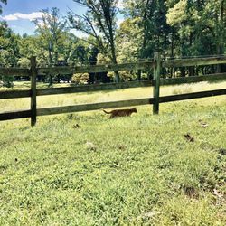 Hidden Valley Farm - Hidden Valley Farm -- barn kitty!