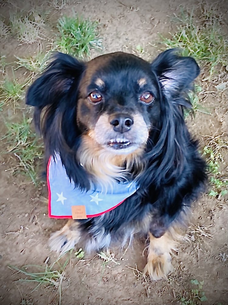 Splash Hound USA Midtown Sacramento