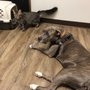 Photo of 4 Paws Pet Hospital