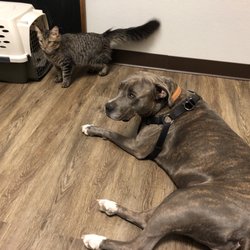 4 Paws Pet Hospital - Waiting for the doc.