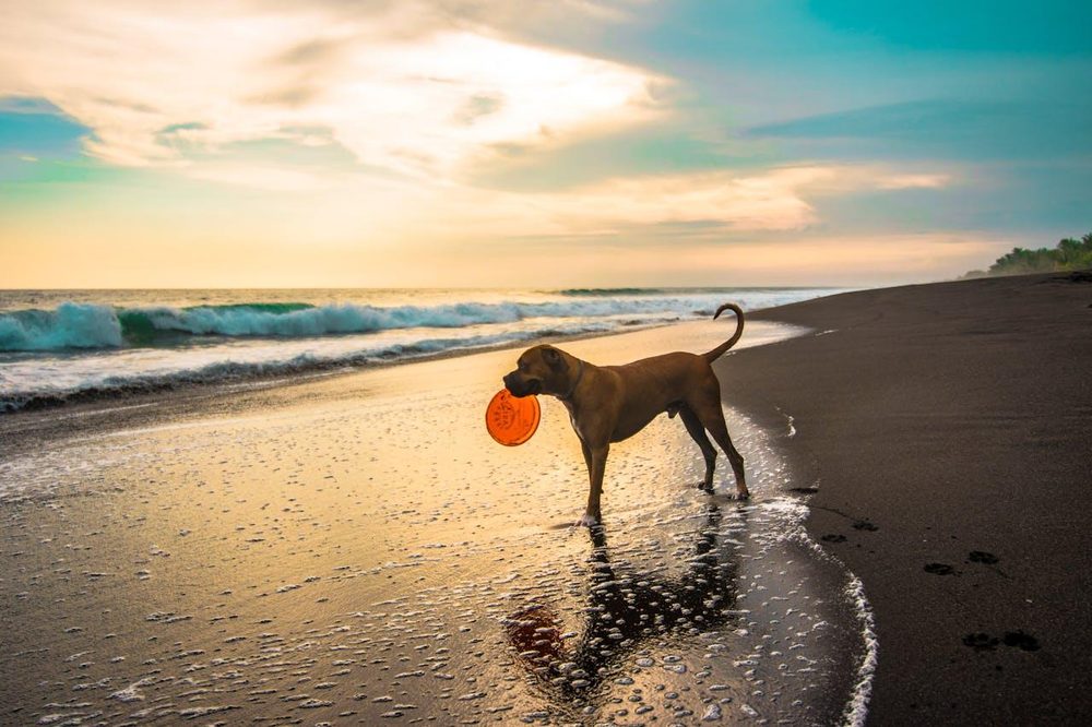 Moore Than Walks - pet boarding facility in Virginia Beach, VA