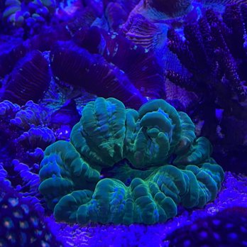 Austin Aqua-Dome - Anemone - Pet Stores Near Me - Austin, Texas