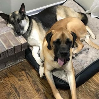Mastiffs to Mutts - Family- my 2 rescues safe at home- thanks MTM - Pet Adoption Near Me Mastiffs to Mutts - Family- my 2 rescues safe at home- thanks MTM - Pet Adoption Near Me