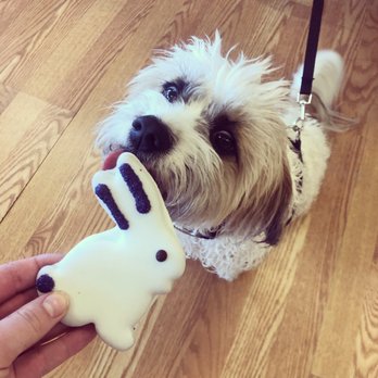 Muttigans Swansboro - Jazzy enjoying Muttigans gourmet cookies ! - Pet Stores Near Me - Swansboro, North Carolina