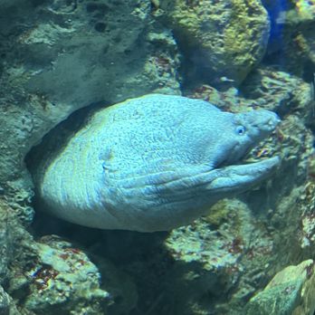 Acquario di Genova - Aquariums Near Me - Genova, GE