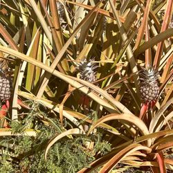 Kauai sugarloaf pineapple