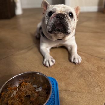 Ohh My Dog - Louie - Dog Walkers Near Me - Sarasota, Florida Ohh My Dog - Louie - Dog Walkers Near Me - Sarasota, Florida