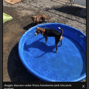 Hyline Hotel for Dogs - Pet Training Near Me - Everson, Washington Hyline Hotel for Dogs - Pet Training Near Me - Everson, Washington