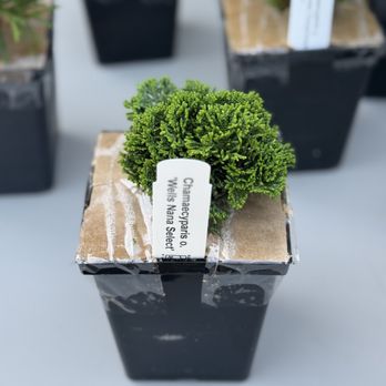Wells Nursery - mini plants - Nurseries & Gardening Near Me - Mount Vernon, Washington Wells Nursery - mini plants - Nurseries & Gardening Near Me - Mount Vernon, Washington