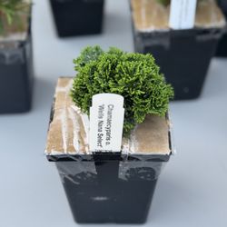 Wells Nursery - mini plants