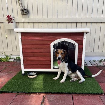 Canine Counselors - Vini - Pet Training Near Me - Miami, Florida Canine Counselors - Vini - Pet Training Near Me - Miami, Florida