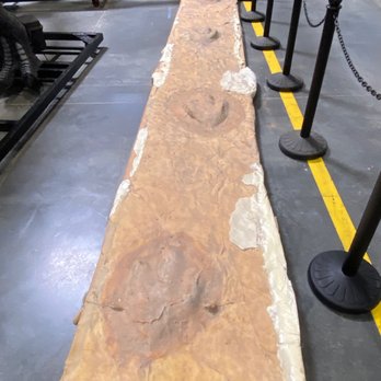 The Dinosaur Company - Mold of actual Dino prints found in Allen TX. Or somewhere close by. - Museums Near Me - Allen, Texas The Dinosaur Company - Mold of actual Dino prints found in Allen TX. Or somewhere close by. - Museums Near Me - Allen, Texas