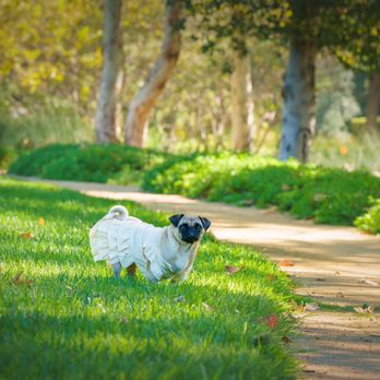 Dogs Made Famous Photography - Pet Photography Near Me - Corona, California Dogs Made Famous Photography - Pet Photography Near Me - Corona, California