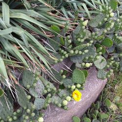 Skully's - Just across the street from the truck on Tampa, enjoy these random little cacti!