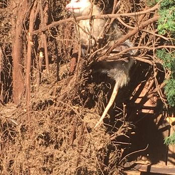 Mountain Tree Service - The little guy wouldn't go away, he was just chillin in the bright hot sun while we stared at it. - Tree Services Near Me - Vacaville, California