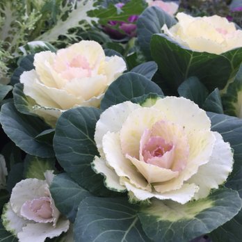 Carpinito Brothers - Nurseries & Gardening Near Me - Kent, Washington