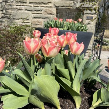 Cleveland Botanical Garden - Tulips - Botanical Gardens Near Me - Cleveland, Ohio